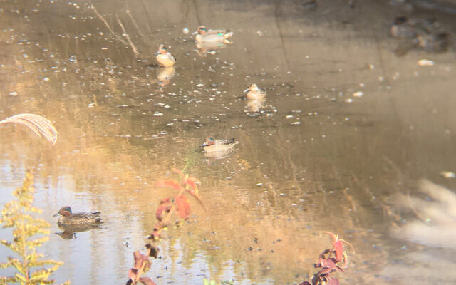 「猟場で撃つことの大事さ」サムネイル