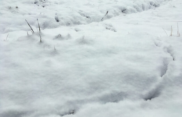 雪に残された獣の足跡