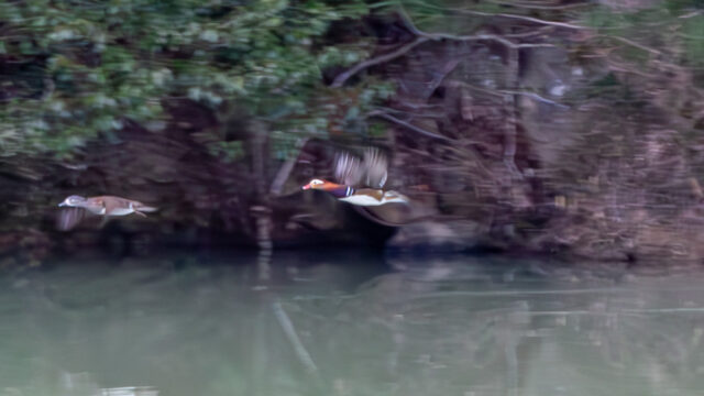 「『山賊ダイアリー』ごっこ、再び」サムネイル