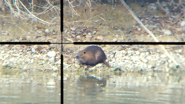 池のほとりで昼寝中のヌートリア
