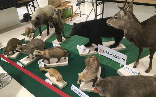 狩猟獣の剥製