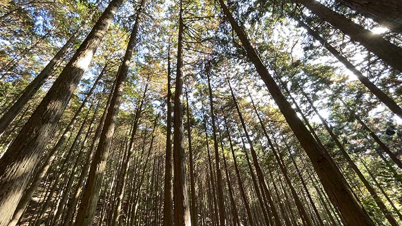 巻狩の待ちに眺めている風景