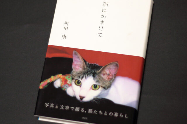 「猫にかまけて」サムネイル