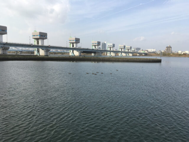 淀川に居たヒドリガモをiPhone SEで撮影