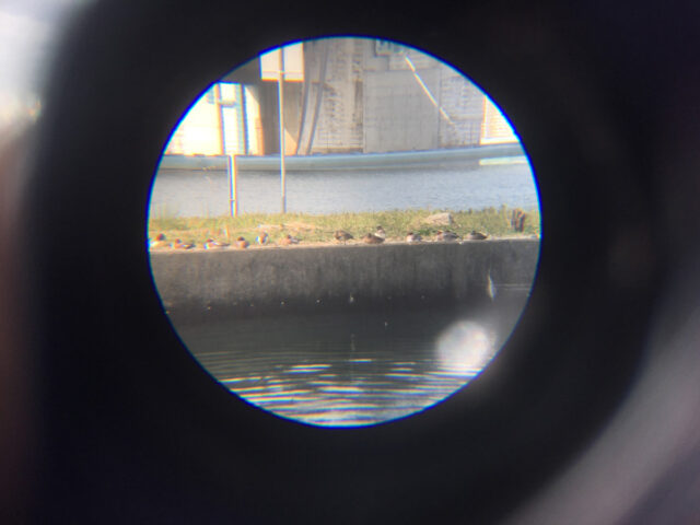 淀川に居たヒドリガモを安物双眼鏡越しにiPhone SEで撮影