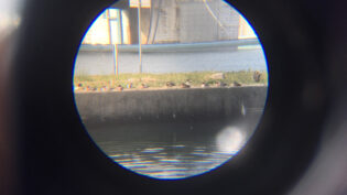 淀川に居たヒドリガモを安物双眼鏡越しにiPhone SEで撮影