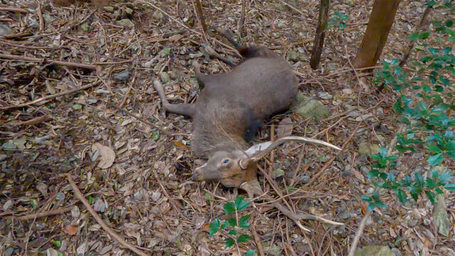 獲れた雄鹿