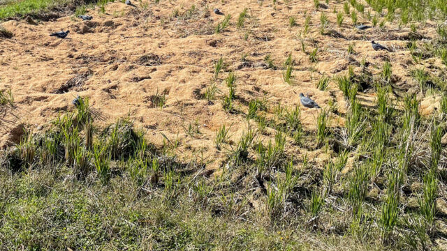 ドバトのデコイ