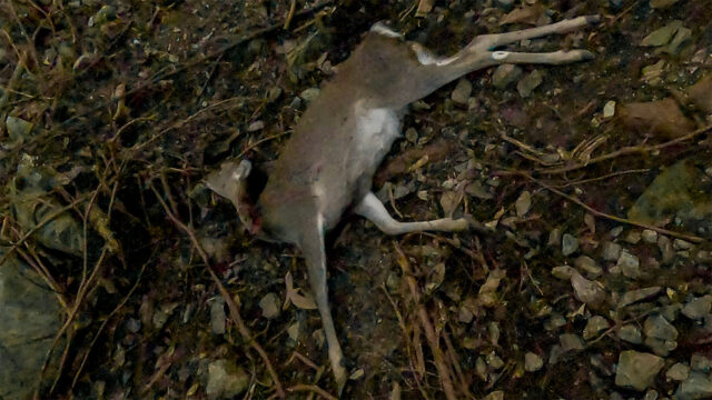 MSS-20で獲った鹿