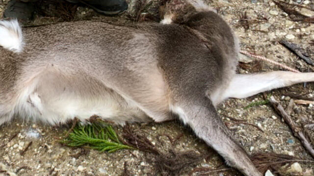 「狩猟生活の歩み：4期目〜6期目の記録」サムネイル