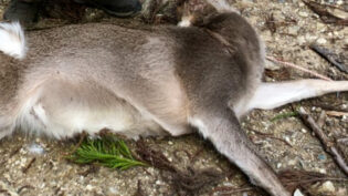 「狩猟生活の歩み:4期目〜6期目の記録」サムネイル